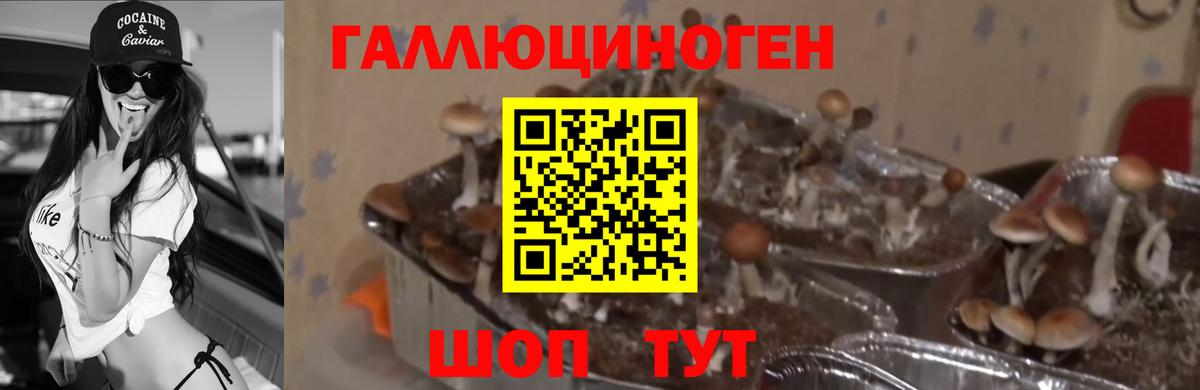 Псилоцибиновые грибы Cubensis  Вход с VPN  Верхняя Пышма 